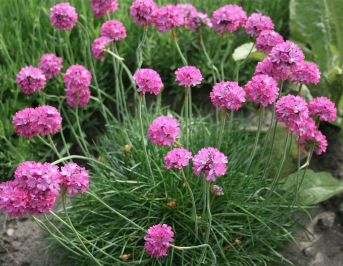 Iarbă Armada Rose