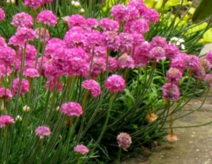 Iarbă Armada Rose