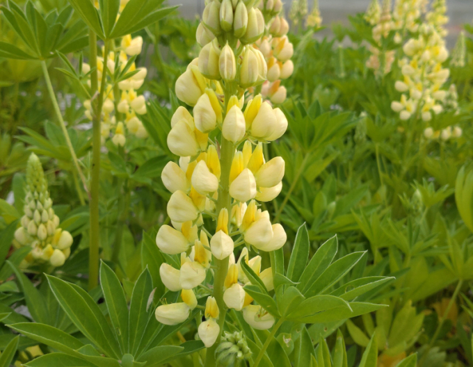 Lupinus Gallery Yellow Shades