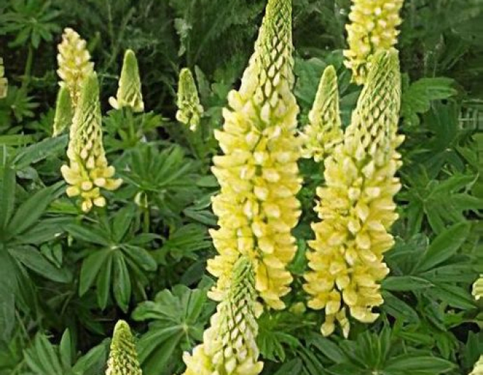 Lupinus Gallery Yellow Shades