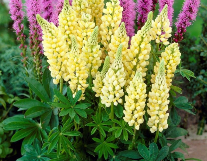Lupinus Gallery Yellow Shades