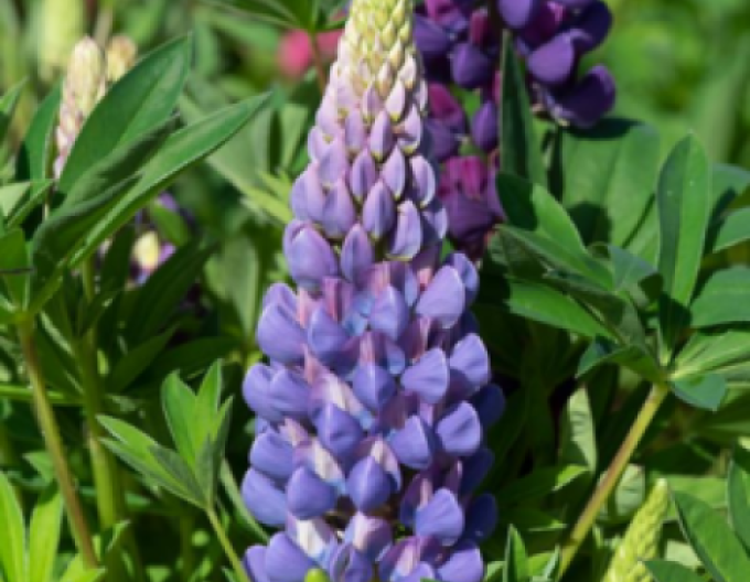 Lupin ´Blue Shades´