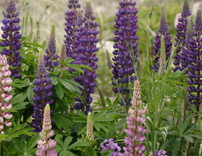 Lupin ´Blue Shades´
