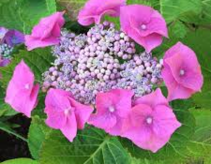 Hortensia Teller Pink
