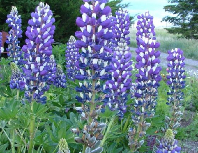 Lupin ´Blue Shades´