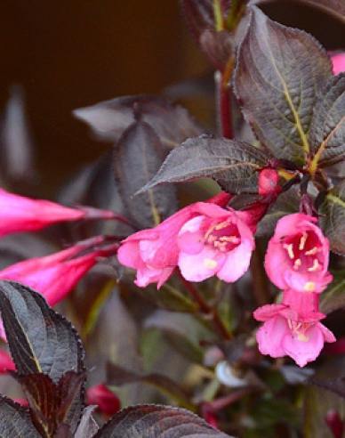 Weigela  florida Alexandra