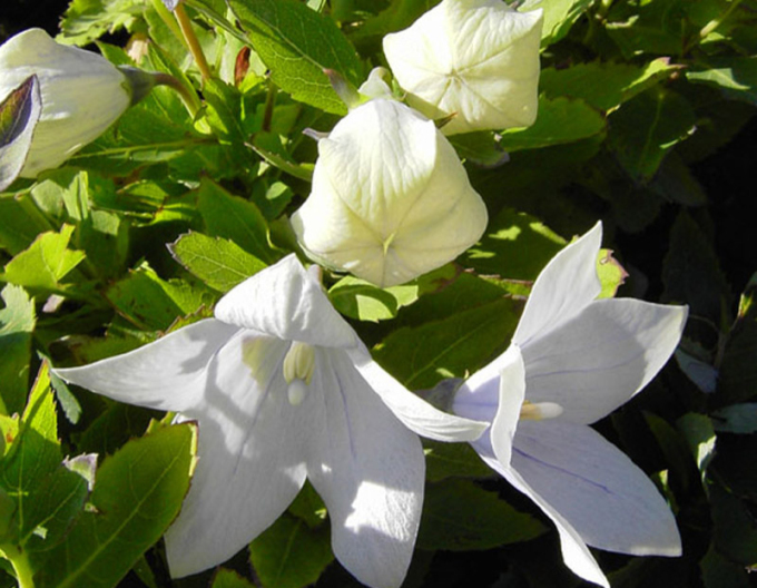 Arbore balon Aster White