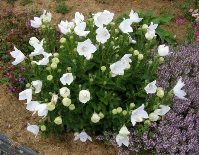 Arbore balon Aster White