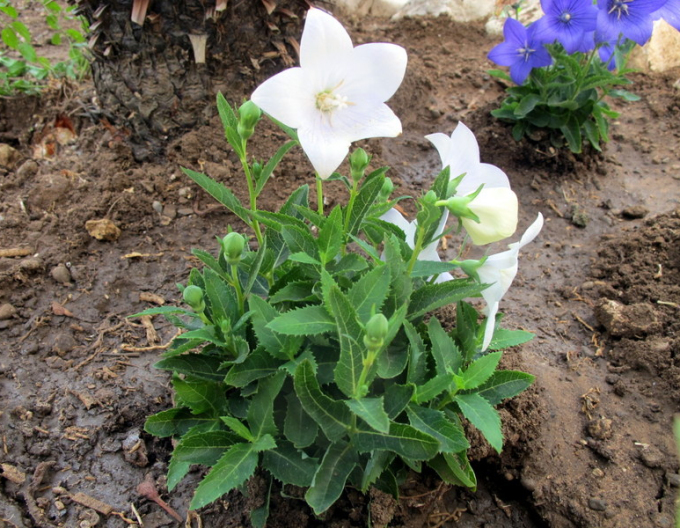 Arbore balon Aster White