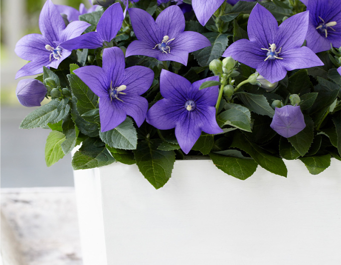 Balon copac mare violet