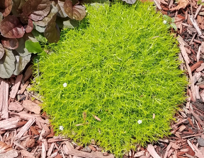 Lime Moss´