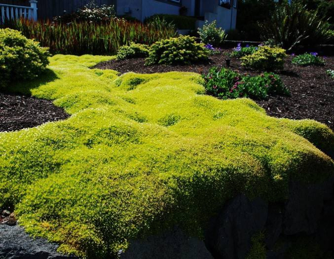 Lime Moss´