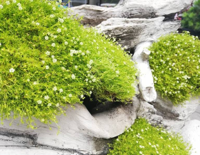Lime Moss´