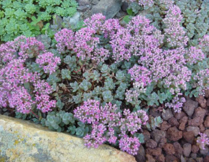 Stonecrop "Sakhalin