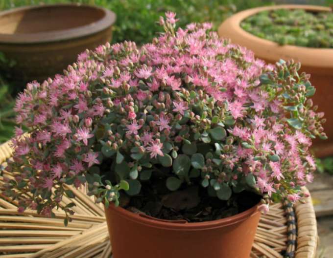Stonecrop "Sakhalin