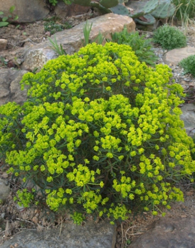 Laptele cucului chiparos Fens Ruby