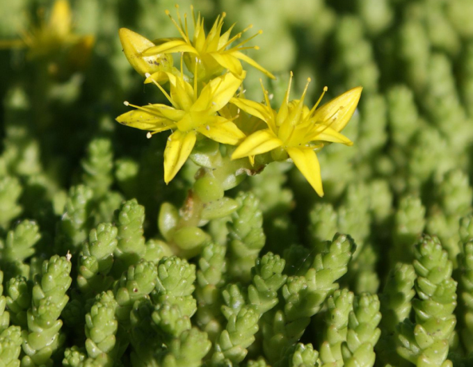 Stonecrop Nanum