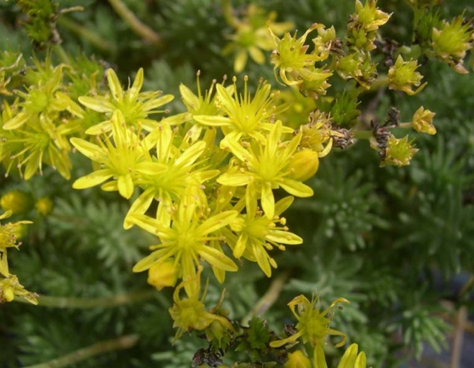 Stonecrop Nanum