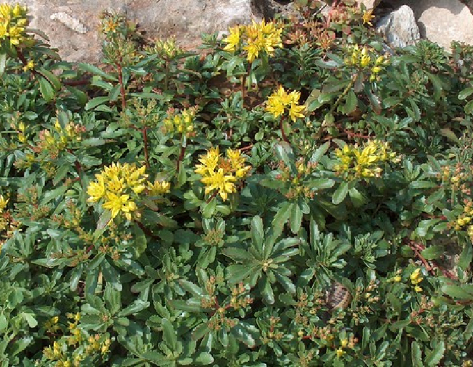 Stonecrop Variegatus