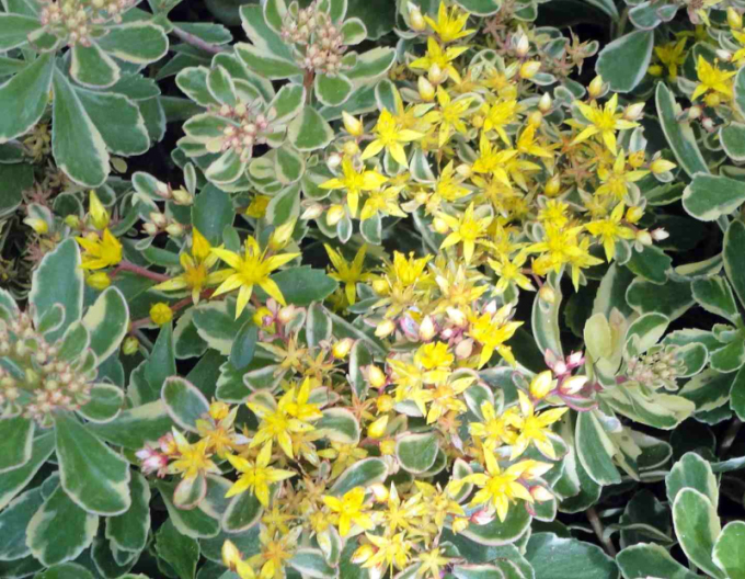 Stonecrop Variegatus
