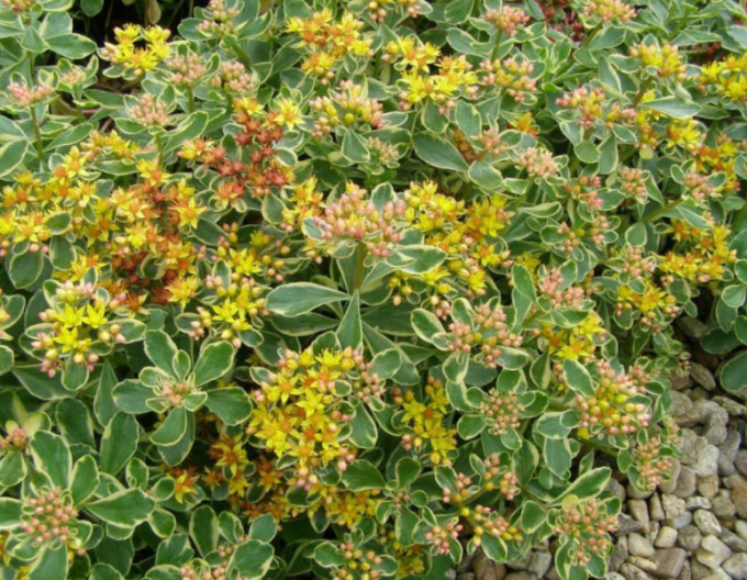 Stonecrop Variegatus