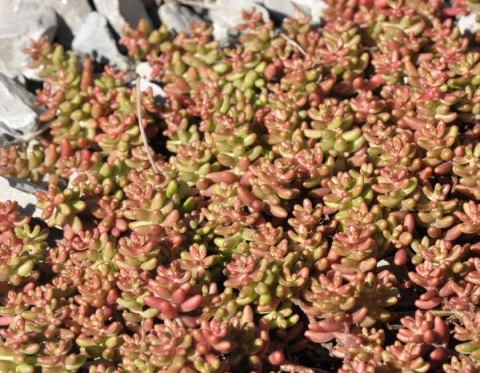 Stonecrop Murale