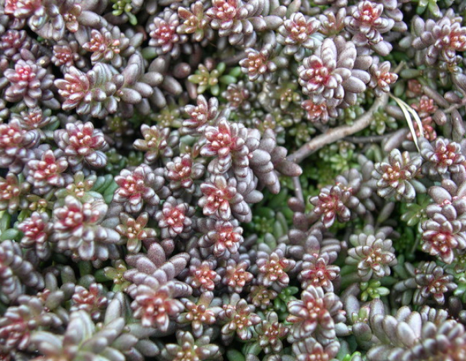 Stonecrop Murale