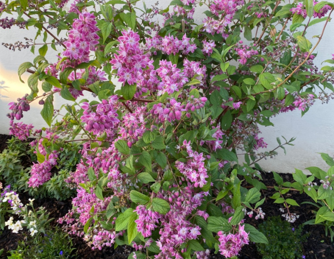 Deutzia´Strawberry Fields