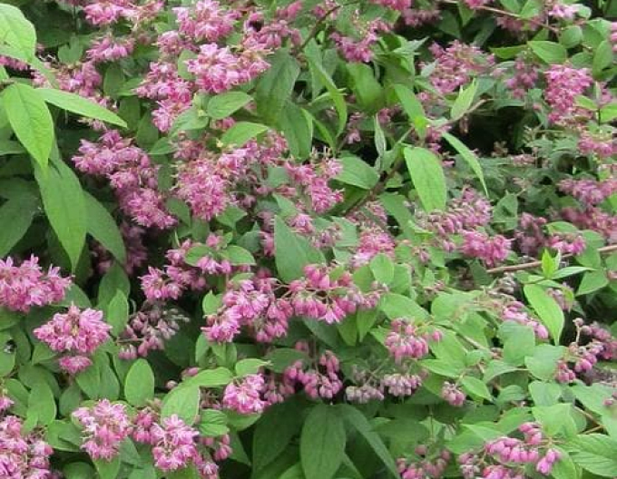 Deutzia´Strawberry Fields