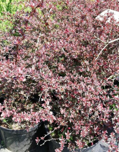 Berberis thunbergii ´Red Dream´