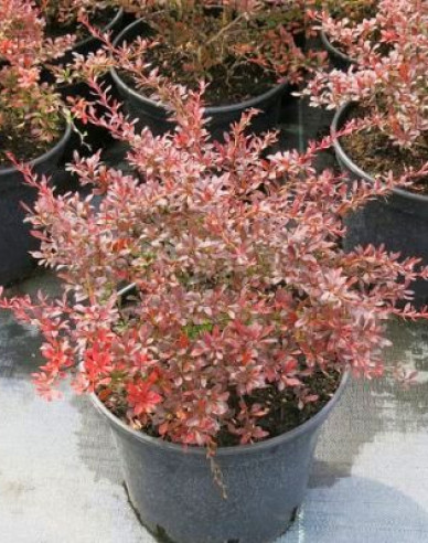 Berberis thunbergii ´Red Dream´