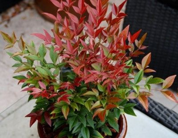 Nandina ´Obsedat´