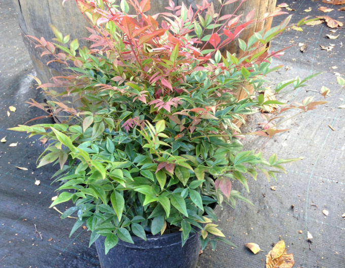 Nandina ´Obsedat´