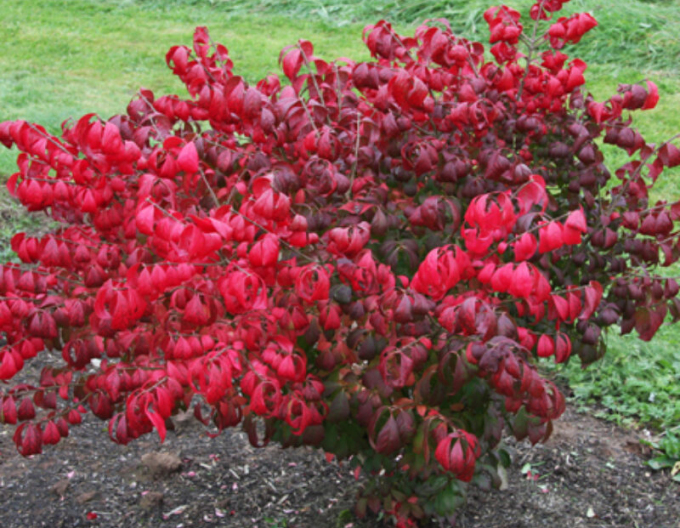 Euonymus alatus ´Compactus´ 9L