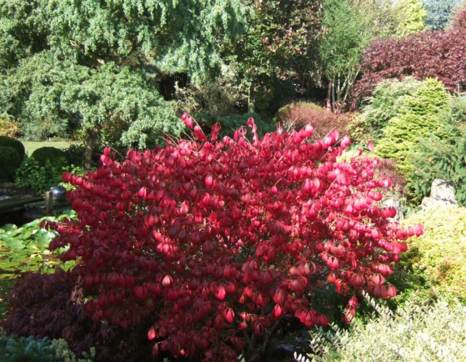Euonymus alatus ´Compactus´ 9L