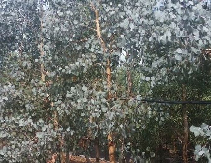 Eucalyptus ´Silveriana´