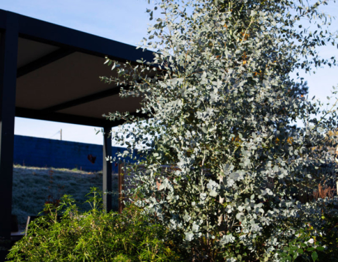 Eucalyptus ´Silveriana´