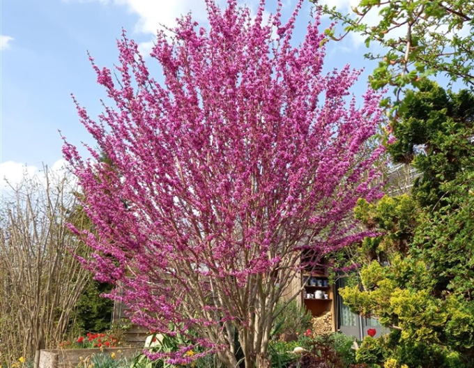 Arborele lui iuda chinezAvondale 100cm