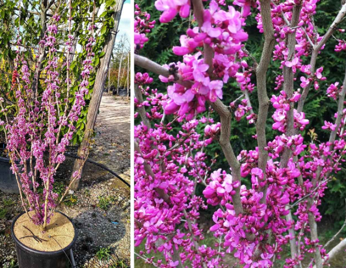 Arborele lui iuda chinezesc Avondale