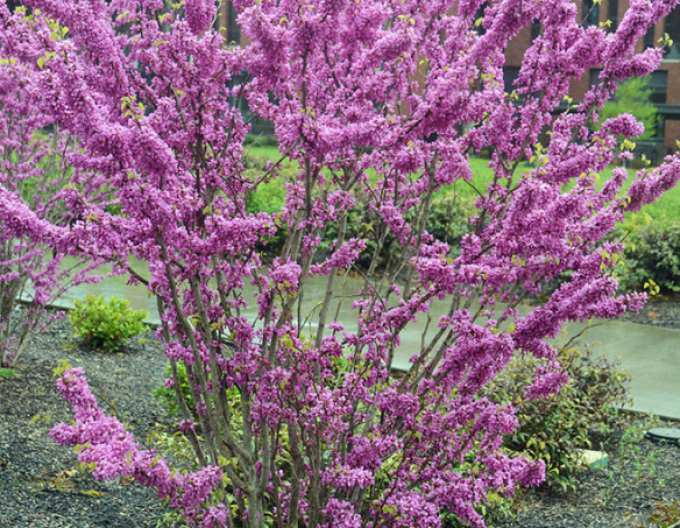 Arborele lui iuda chinezesc Avondale