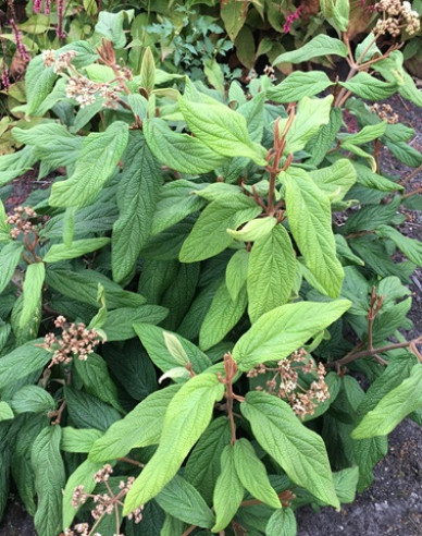 Viburnum rhytidophyllum 3l