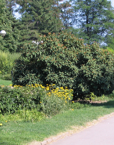 Viburnum rhytidophyllum 3l