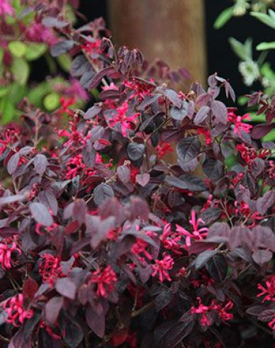 Loropetalum chinese ´Fire Dance´
