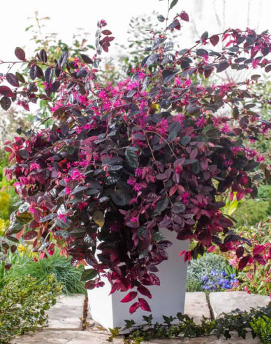 Loropetalum chinese ´Fire Dance´