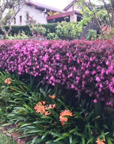 Loropetalum chinese ´Fire Dance´