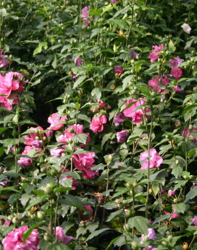 Hibiscus sirian Duc De Brabant