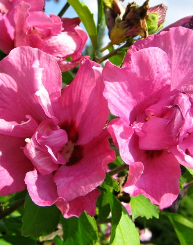 Hibiscus sirian Duc De Brabant