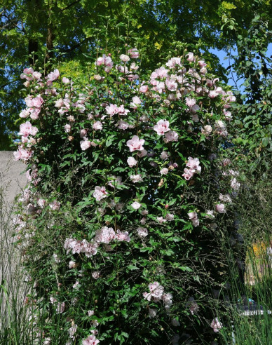 Hibiscus syrian ´Lady Stanley´