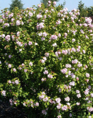 Hibiscus syrian ´Lady Stanley´