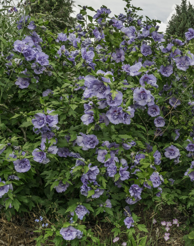 Hibiscus sirian Blue Chiffon